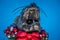 black panther statue decorated in christmas wreath in charlotte