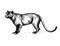 Black Panther wild cats illustration