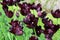 Black parrot tulips