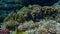Black parrotfish or swarthy parrotfish, dusky parrotfish Scarus niger undersea, Red Sea, Egypt, Sharm El Sheikh, Nabq Bay