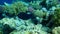 Black parrotfish or swarthy parrotfish, dusky parrotfish Scarus niger undersea, Red Sea, Egypt, Sharm El Sheikh, Nabq Bay