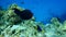 Black parrotfish or swarthy parrotfish, dusky parrotfish, Scarus niger, undersea, Red Sea, Egypt, Sinai