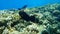 Black parrotfish or swarthy parrotfish, dusky parrotfish, Scarus niger, undersea, Red Sea, Egypt, Sinai