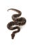 Black pastel ball python