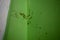 Black patch on green wall, high quality