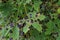 Black patch on the leaves of the maple