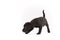 Black Patterdale terrier puppy