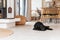 Black pedigreed Labrador dog is resting on the white cool floor of an elegant Mediterranean-style island villa