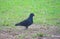 A Black Pegion standing on Grass - Andaman Nicobar Islands, India