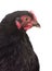 Black pekin chicken