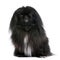 Black Pekingese (6 years old)