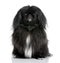 Black Pekingese (6 years old)