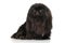 Black Pekingese on white background