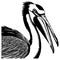 Black pelican on white background. Animals line art. Logo design for use in graphics. Print for T-shirts, design for tattoos