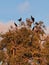 black pelicans birds sit on