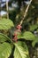 Black pepper with immature fruit, perennial climbing plant