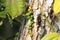 Black pepper plant with fresh peppercorns growing on the vine with sunlight, Piper nigrum plant