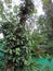 Black pepper plantation in Spice Garden in Munnar, Kerala, India