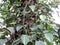 Black pepper plantation in Spice Garden in Munnar, Kerala, India