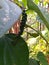 Black pepper plants on arecanut trees