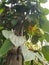 Black pepper plants on arecanut trees