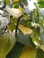 Black pepper plants on arecanut trees