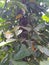 Black pepper plants on arecanut trees