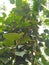 Black pepper plants on arecanut trees