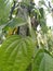 Black pepper plants on arecanut trees