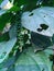 Black pepper plants on arecanut trees