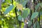 Black pepper plants on an organic pepper farm.