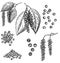 Black pepper vector set. Peppercorn heap, dried seed, plant, grounded powder