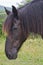 Black Percheron Draft Horse Head Shot