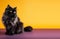 black persian cat portrait yellow and purple background