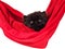 Black persian kitten in red hammock isolated