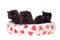 Black persian kittens heart soft bed isolated