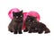 Black persian kittens valentine isolated