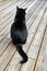 Black pet cat sitting on wooden decking