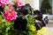 Black petunia in hanging basket