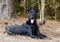 Black Pharoah Hound Malinois Shepherd mixed breed dog