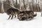 Black Phase Grey Wolf Canis lupus Disciplines Pack Mate While Second Watches Winter