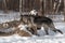 Black Phase Grey Wolf Canis lupus Examines Log