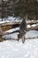 Black Phase Grey Wolf Canis lupus Lands After Leaping Over Log Winter