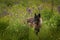 Black Phase Grey Wolf Canis lupus Looks Left in Lupin Field