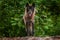 Black Phase Grey Wolf Canis lupus Looks Out from Atop Log