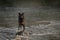 Black Phase Grey Wolf Canis lupus Looks Out from Foggy River