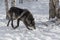 Black Phase Grey Wolf Canis lupus Moves Right