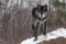 Black Phase Grey Wolf Canis lupus Paw Forward On Rock
