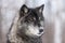 Black Phase Grey Wolf Canis lupus Profile Right