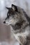 Black Phase Grey Wolf Canis lupus Profile Vertical